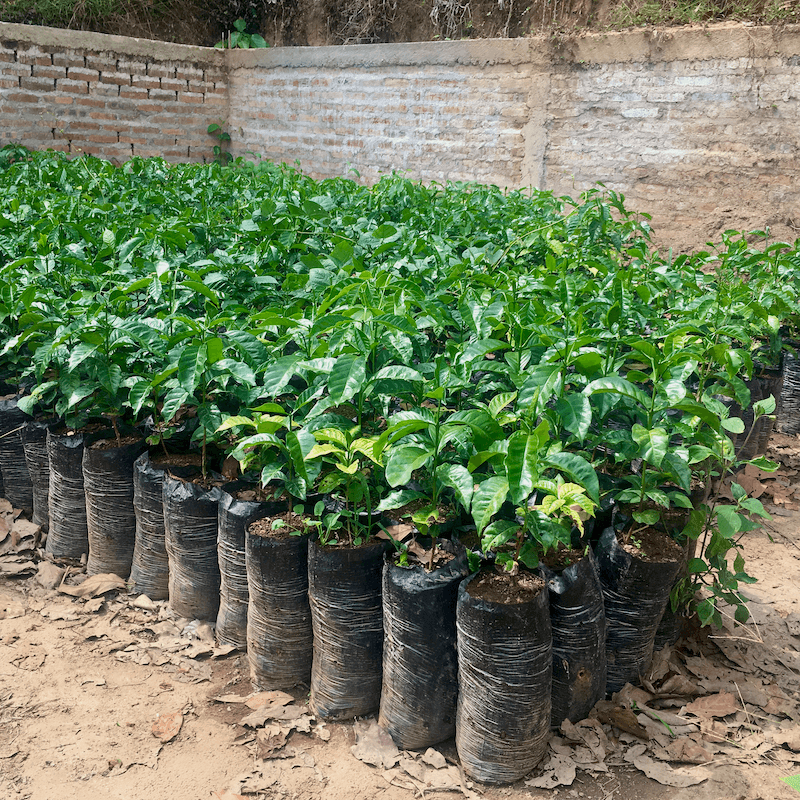 Guji Heirloom El Árbol  - kaffe från Nicaragua