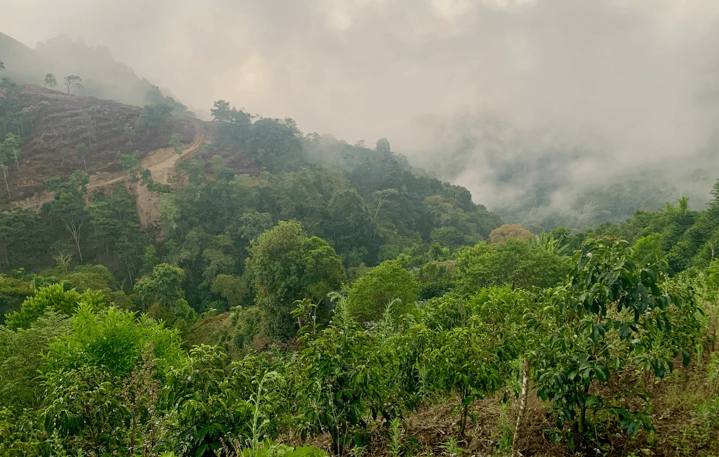 Finca_origines.webp