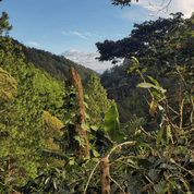 Natural Bourbon - La Huerta kaffe från Nicaragua