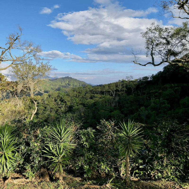 Bethania - kaffe från Nicaragua