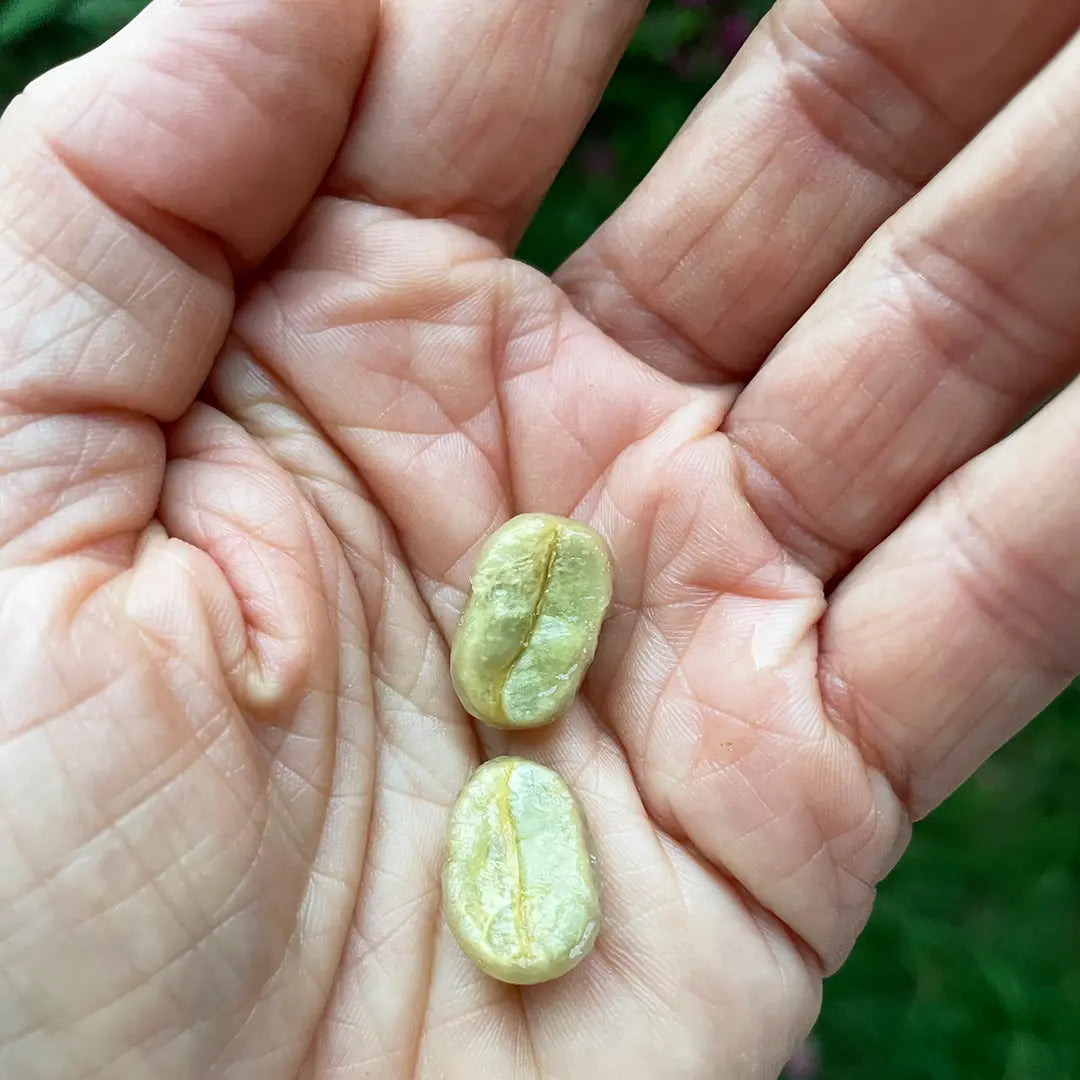 Nyårskaffe - exklusivt kaffe från Nicaragua