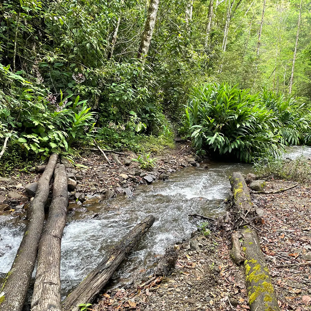 Julkaffe - kaffe från Nicaragua