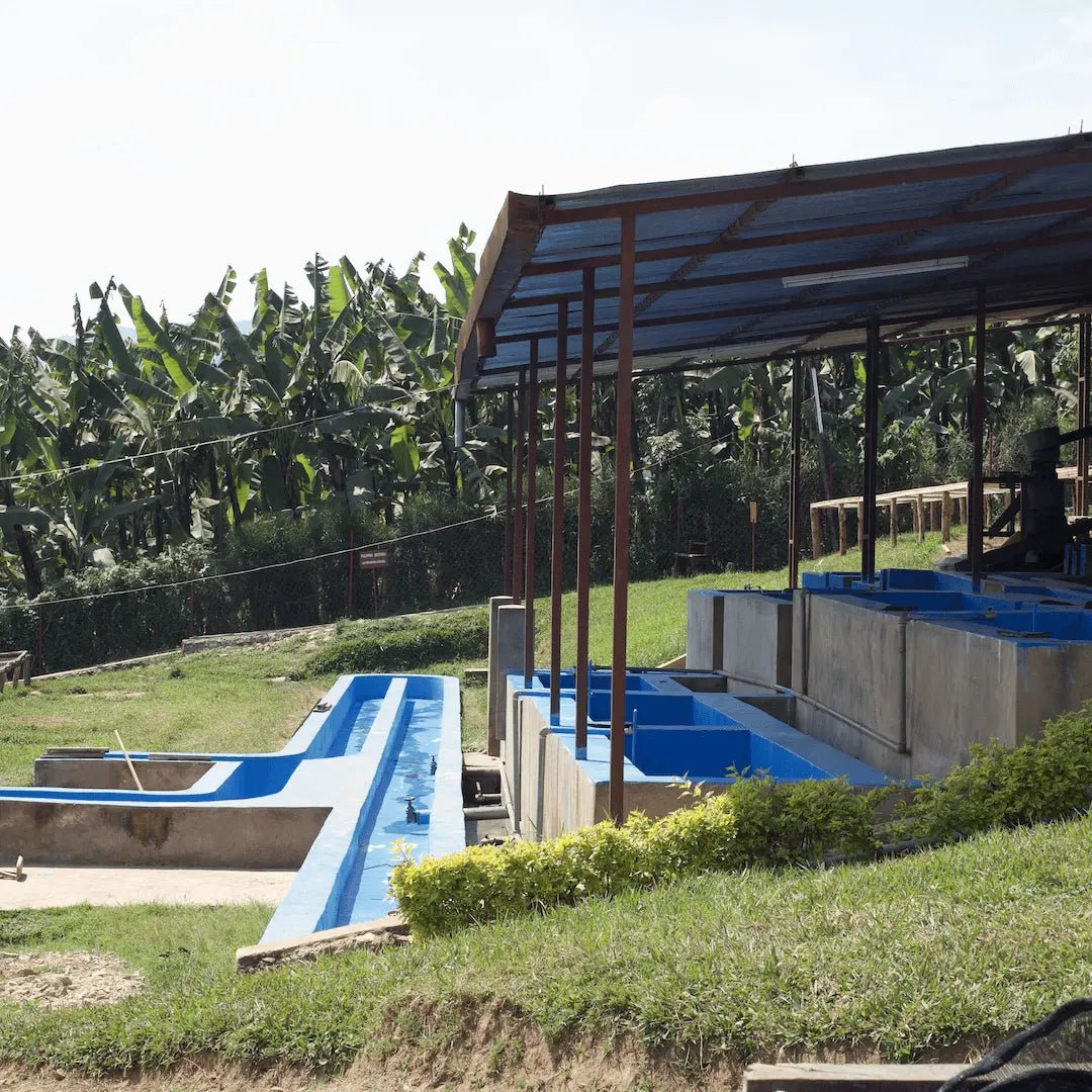 Abakundakawa - kaffe från Rwanda - Kafferäven - Single Origin Coffee