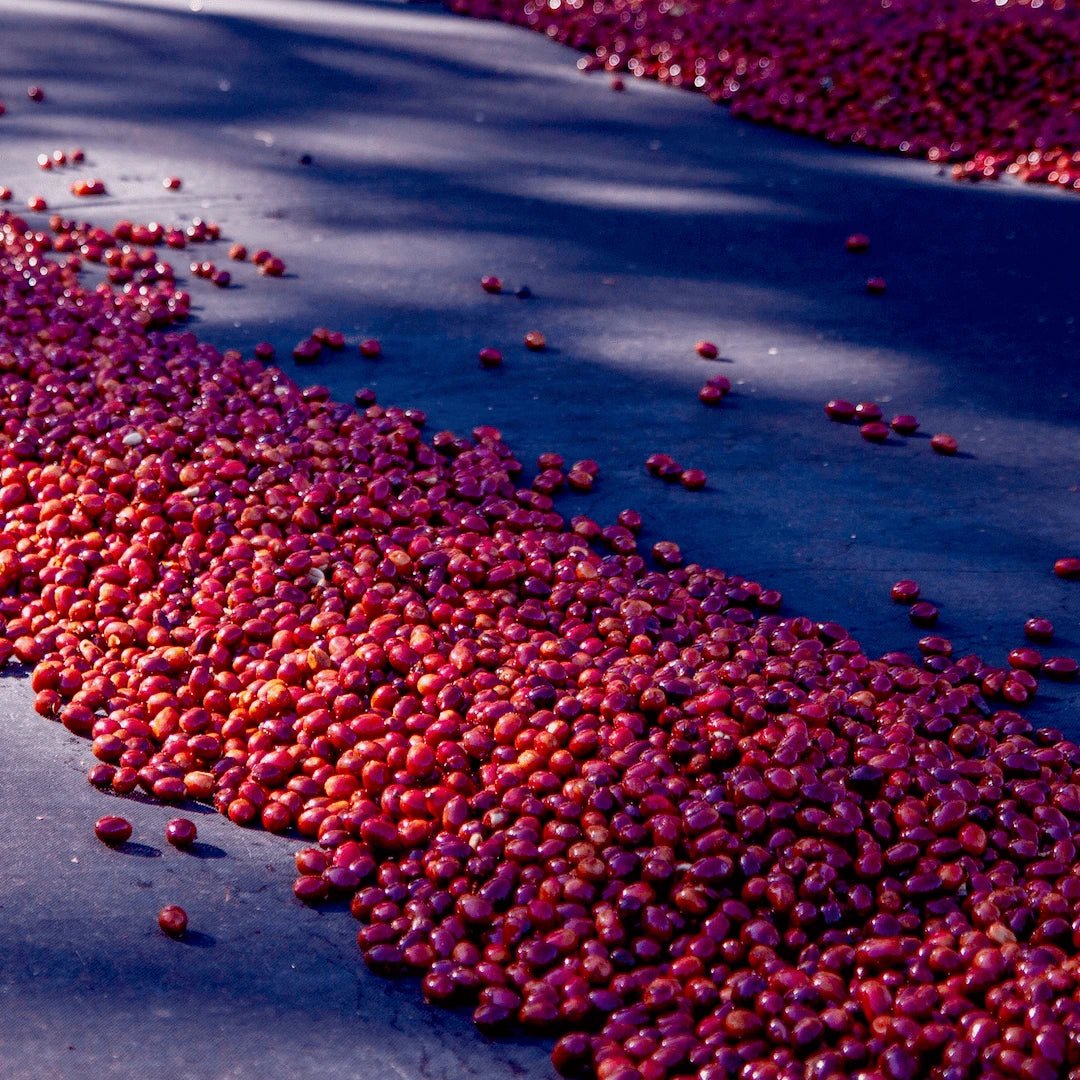Bethania - kaffe från Nicaragua - Kafferäven - Single Origin Coffee