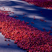 Bethania - kaffe från Nicaragua - Kafferäven - Single Origin Coffee