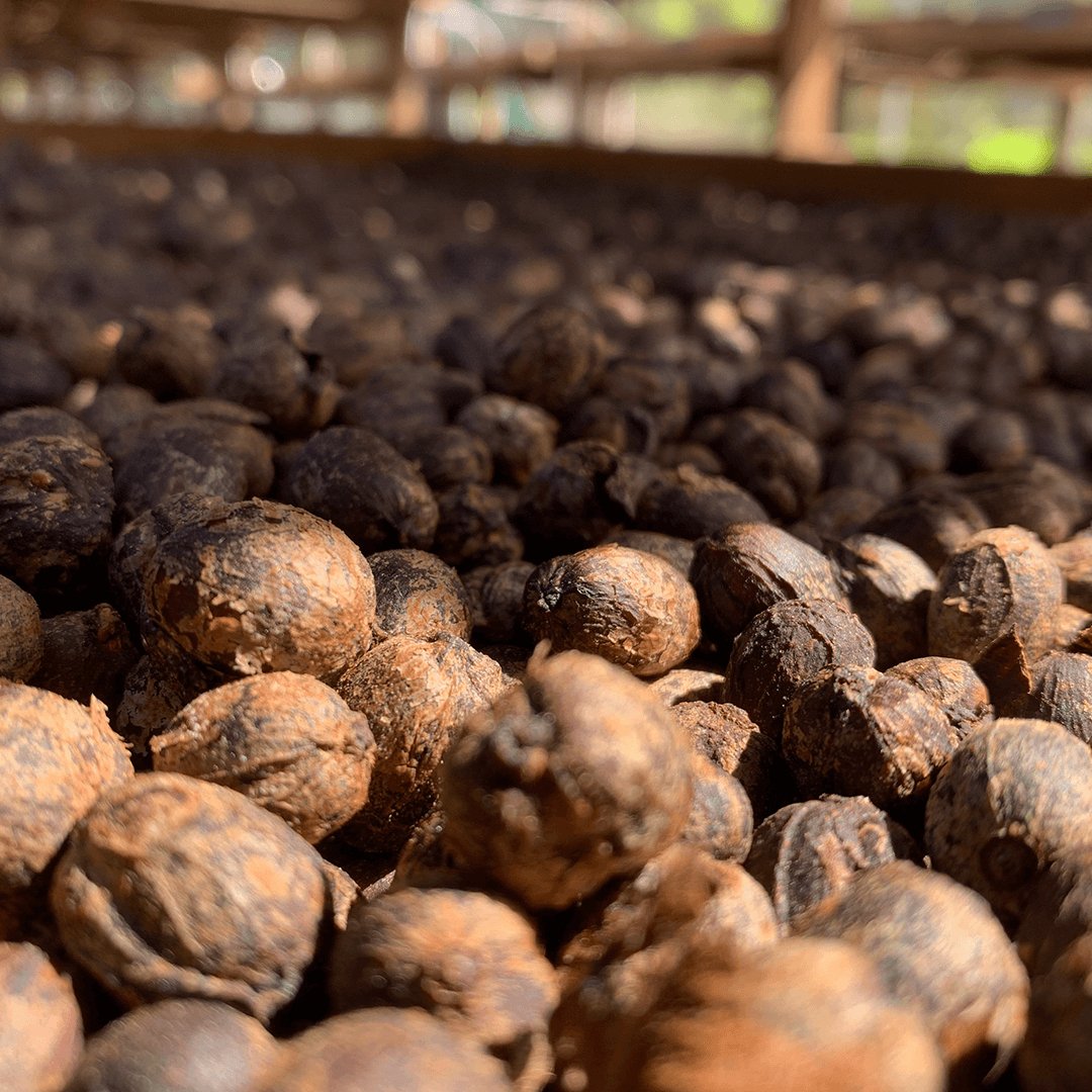 Bridazul - Kafferäven - Single Origin Coffee