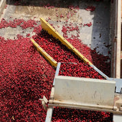 Capadocia - kaffe från Brasilien - Kafferäven - Single Origin Coffee