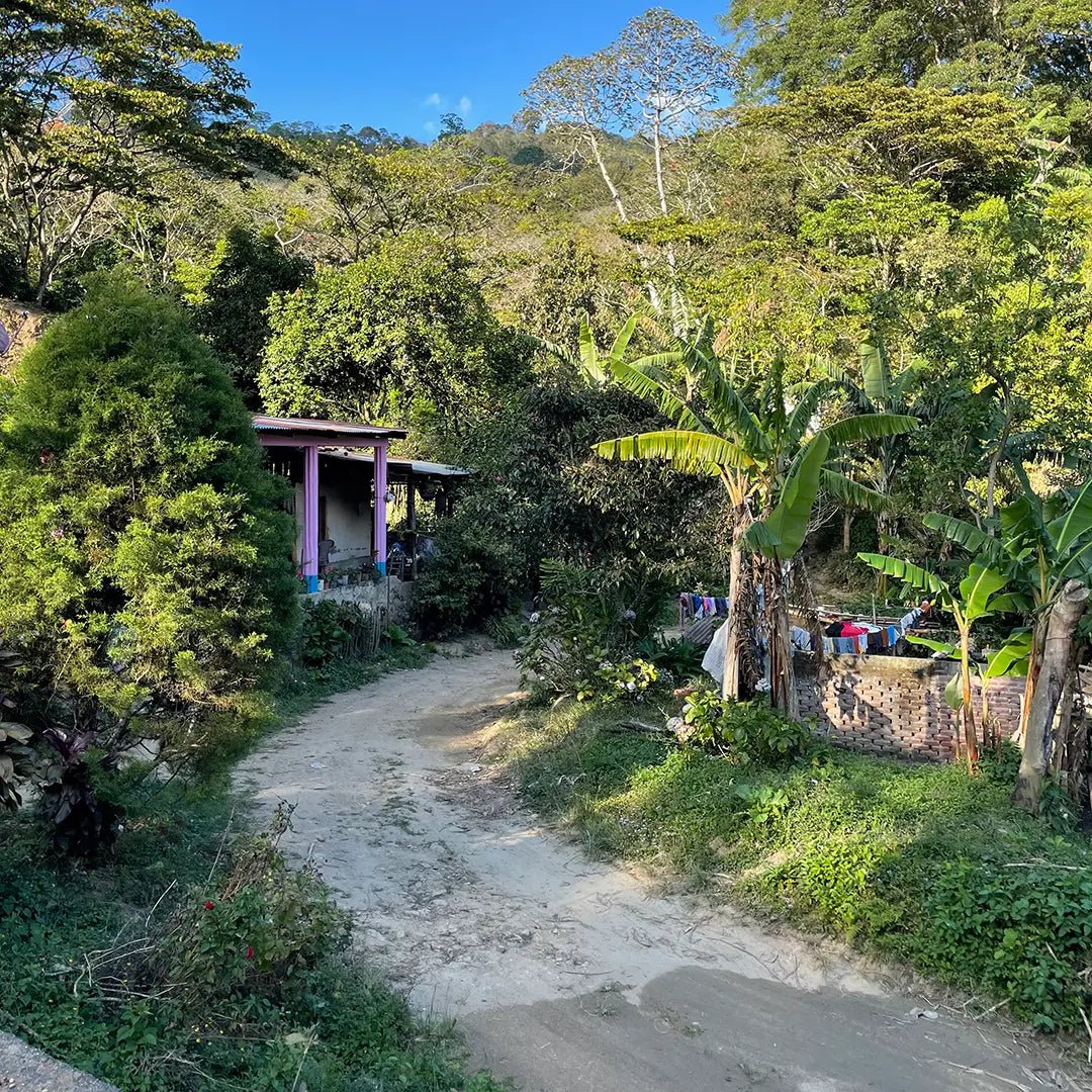 El Cambalache - kaffe från Nicaragua - Kafferäven - Single Origin Coffee