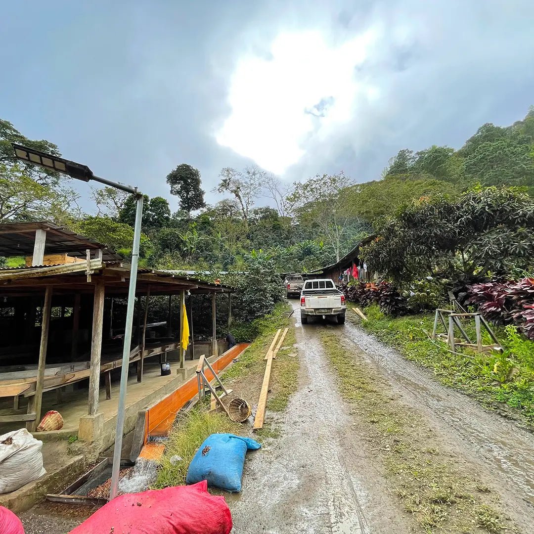 El Paraiso - Geisha från Nicaragua - Kafferäven - Single Origin Coffee