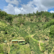 Finca Libre - Geisha från Nicaragua - Kafferäven - Single Origin Coffee