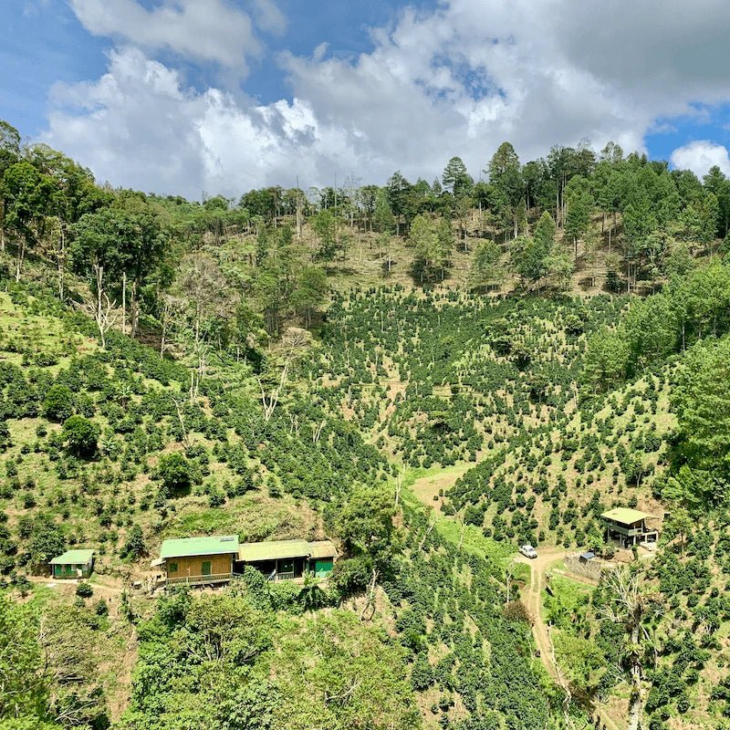 Finca Libre - Geisha från Nicaragua - Kafferäven - Single Origin Coffee
