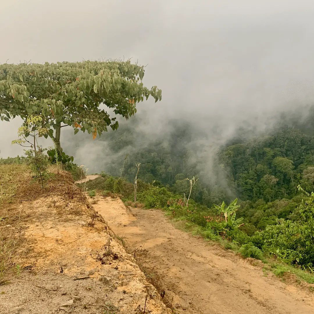 Finca Origenes - kaffe från Costa Rica - Kafferäven - Single Origin Coffee