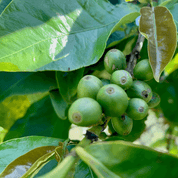Gatagua - Kaffe från Kenya - Kafferäven - Single Origin Coffee