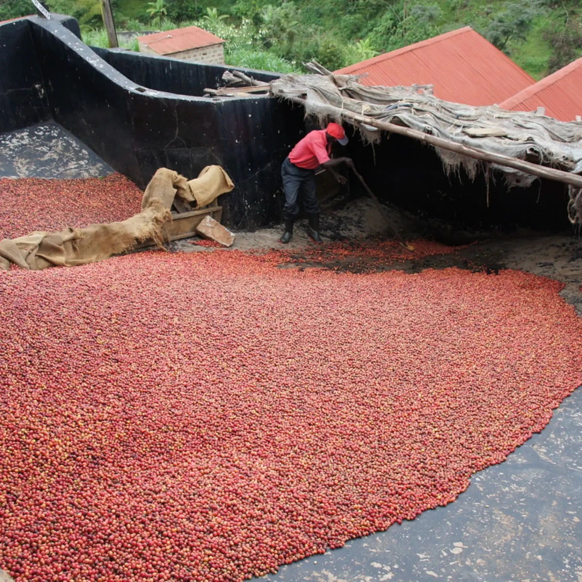 Gikirima - kaffe från Kenya - Kafferäven - Single Origin Coffee