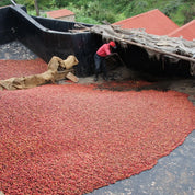 Gikirima - kaffe från Kenya - Kafferäven - Single Origin Coffee