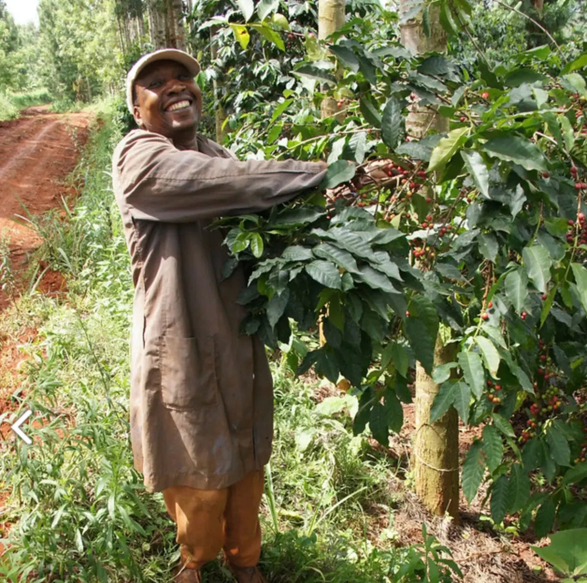 Gikirima - kaffe från Kenya - Kafferäven - Single Origin Coffee