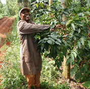 Gikirima - kaffe från Kenya - Kafferäven - Single Origin Coffee