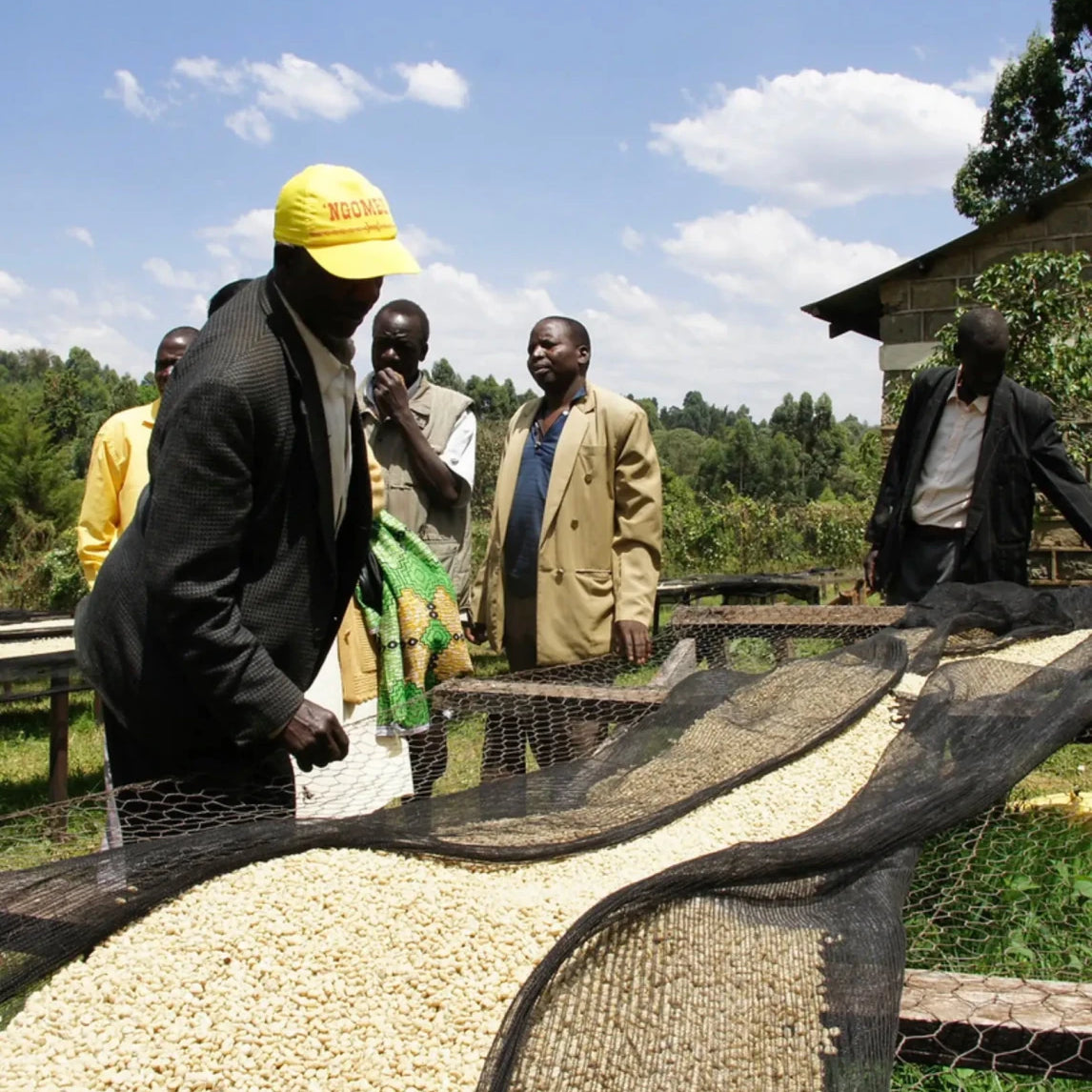 Gikirima - kaffe från Kenya - Kafferäven - Single Origin Coffee