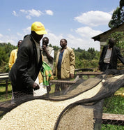 Gikirima - kaffe från Kenya - Kafferäven - Single Origin Coffee