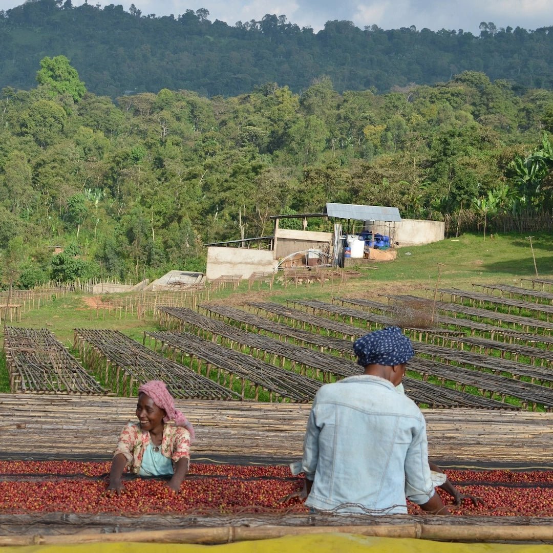 Guji Hambela - kaffe från Etiopien - Kafferäven - Single Origin Coffee