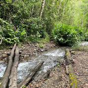 Julkaffe - kaffe från Nicaragua - Kafferäven - Single Origin Coffee