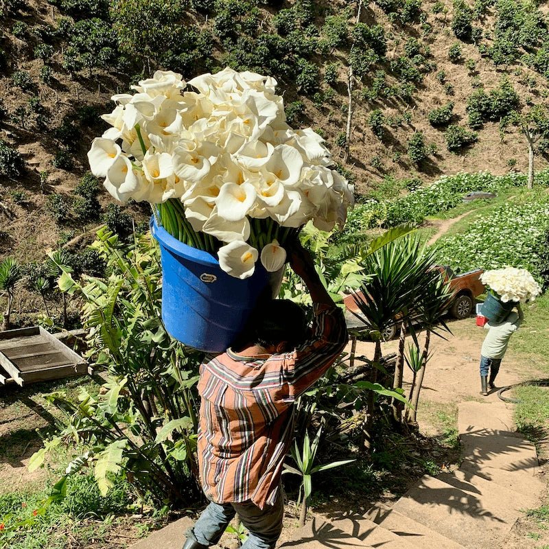 Kaffepaket Exclusive - Kafferäven - Single Origin Coffee