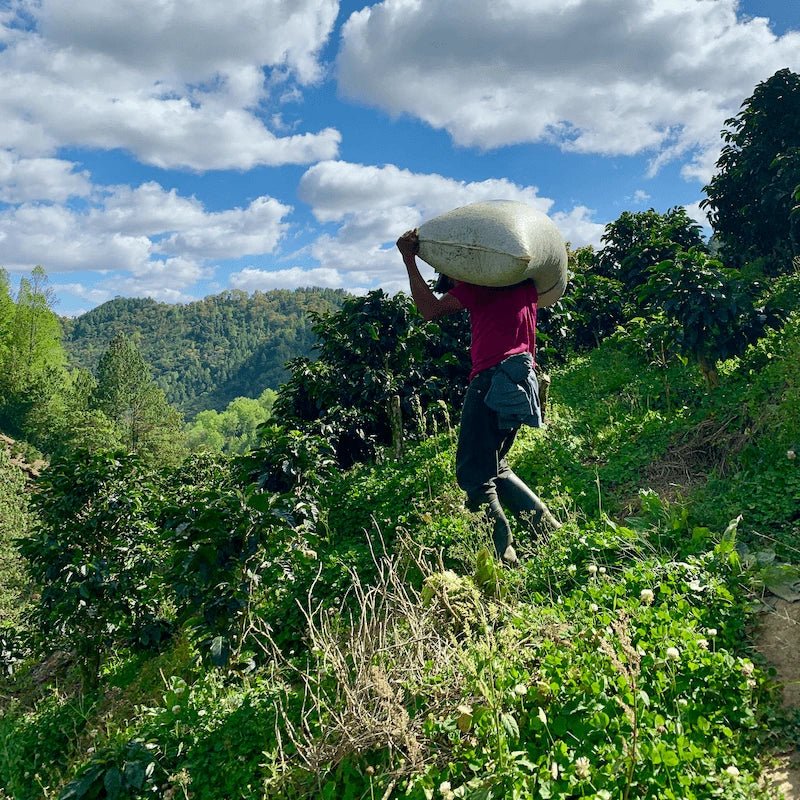 Kaffepaket Exclusive - Kafferäven - Single Origin Coffee