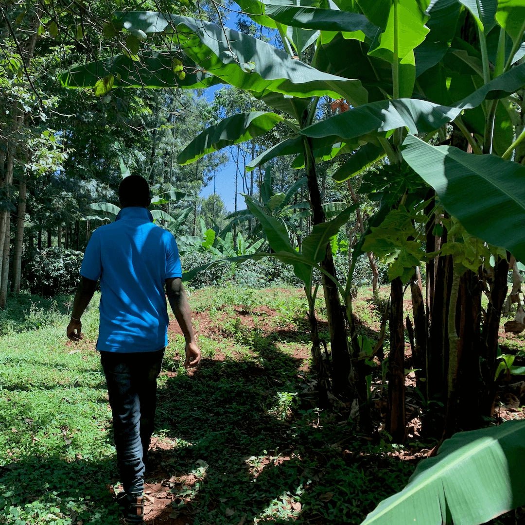 Kafferäven X Moccamaster - Kafferäven - 