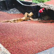 Kii AA - kaffe från Kenya - Kafferäven - Single Origin Coffee