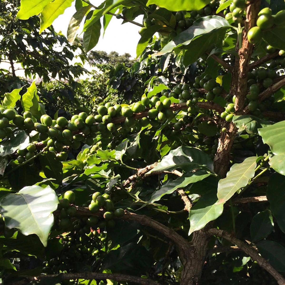 Kii AA - kaffe från Kenya - Kafferäven - Single Origin Coffee