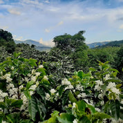 La Chumeca - kaffe från Costa Rica - Kafferäven - Single Origin Coffee