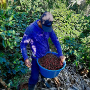 La Chumeca - kaffe från Costa Rica - Kafferäven - Single Origin Coffee