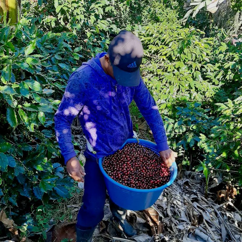 La Chumeca - kaffe från Costa Rica - Kafferäven - Single Origin Coffee