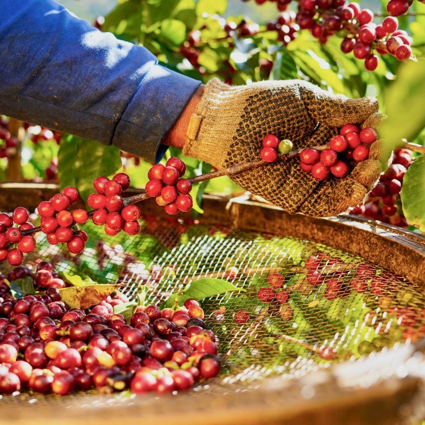 Landskaffe Brasilien - Kafferäven - Coffee Blends