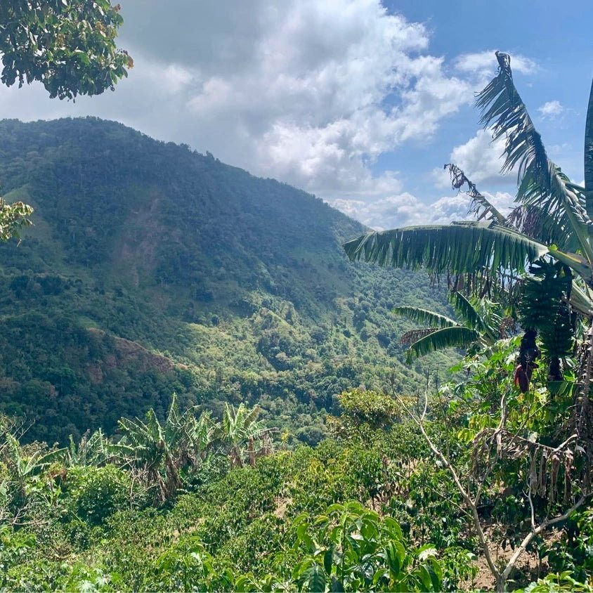 Landskaffe Costa Rica - Kafferäven - Coffee Blends