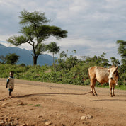 Landskaffe Etiopien - Kafferäven - Coffee Blends
