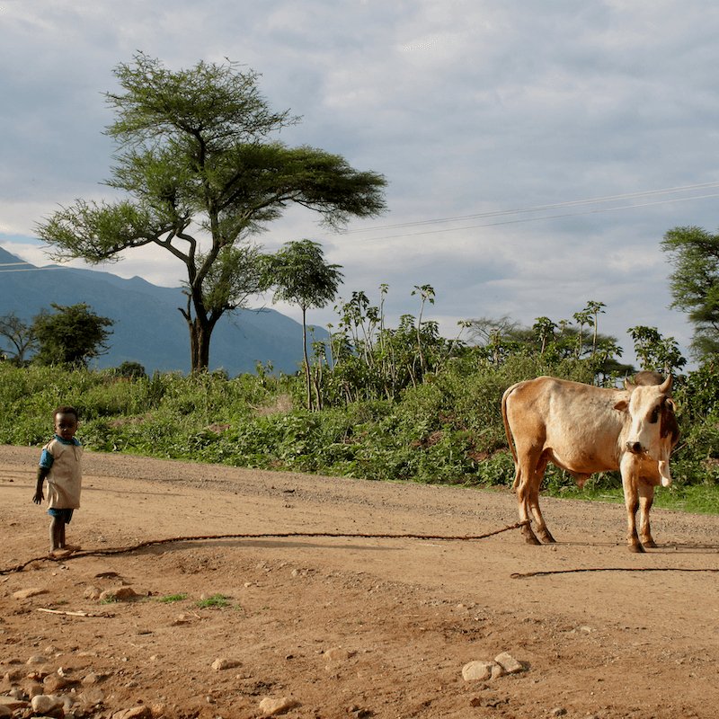 Landskaffe Etiopien - Kafferäven - Coffee Blends