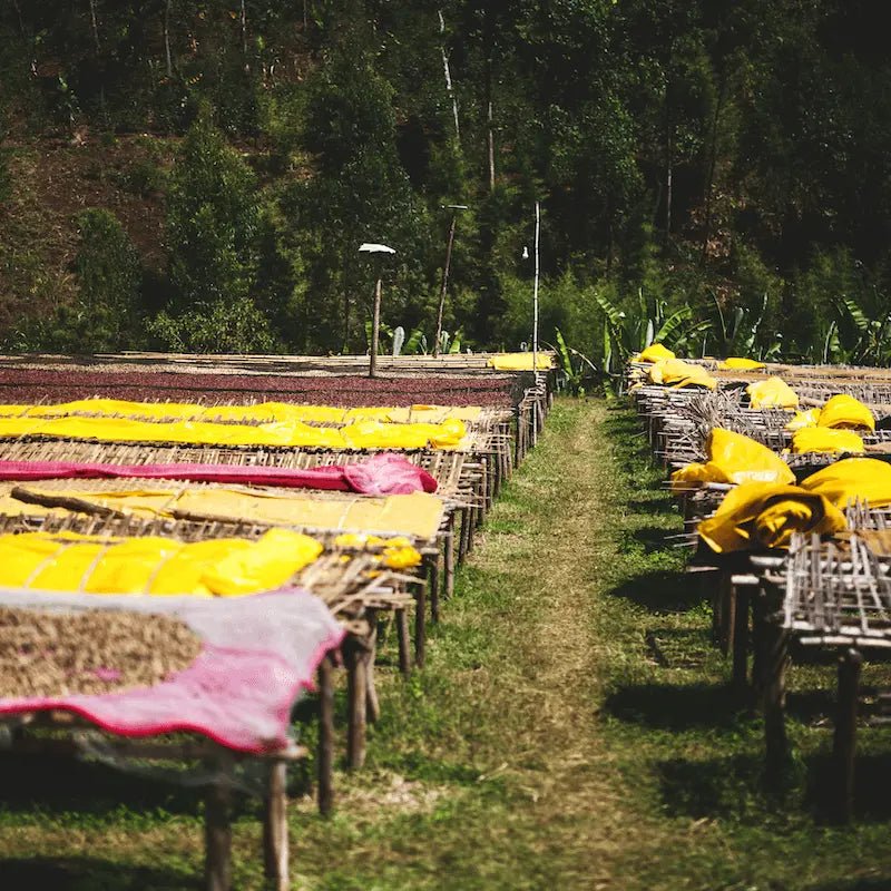 Logita - kaffe från Etiopien - Kafferäven - Single Origin Coffee