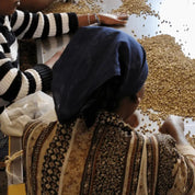 Logita - kaffe från Etiopien - Kafferäven - Single Origin Coffee