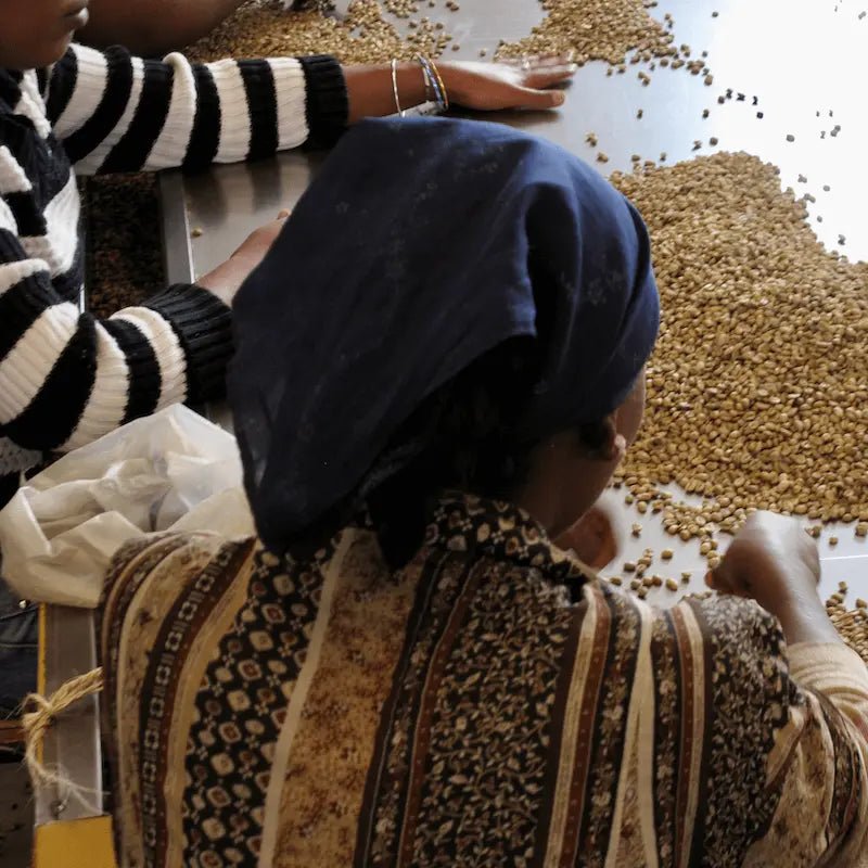 Logita - kaffe från Etiopien - Kafferäven - Single Origin Coffee