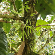 Natural Bourbon - La Huerta kaffe från Nicaragua - Kafferäven - Single Origin Coffee