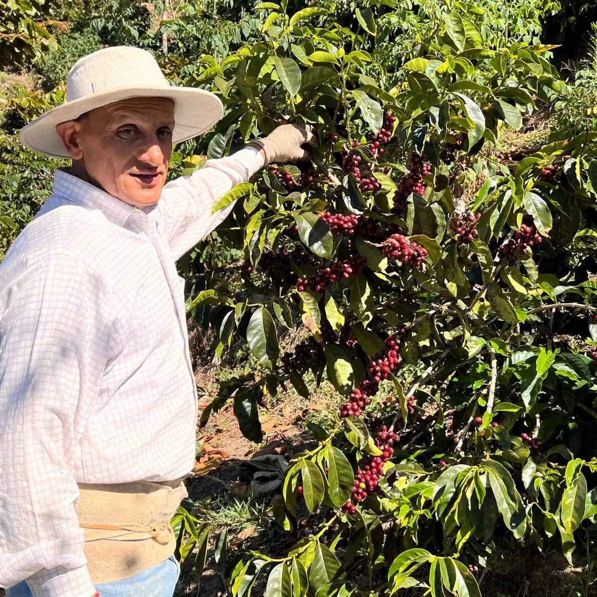 Påskkaffe 2026 - Tributos del Ota från Costa Rica - Kafferäven - Single Origin Coffee