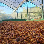 Påskkaffe 2026 - Tributos del Ota från Costa Rica - Kafferäven - Single Origin Coffee