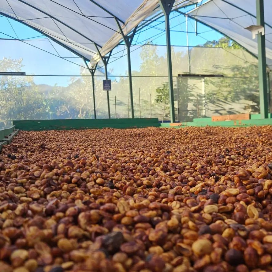 Påskkaffe 2026 - Tributos del Ota från Costa Rica - Kafferäven - Single Origin Coffee