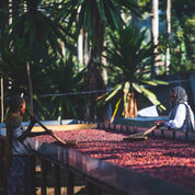 Sommar - en kaffeblandning från Afrika - Kafferäven - Coffee Blends