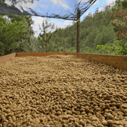 Sova Räv - koffeinfritt kaffe från Bridazul Nicaragua - Kafferäven - Single Origin Coffee