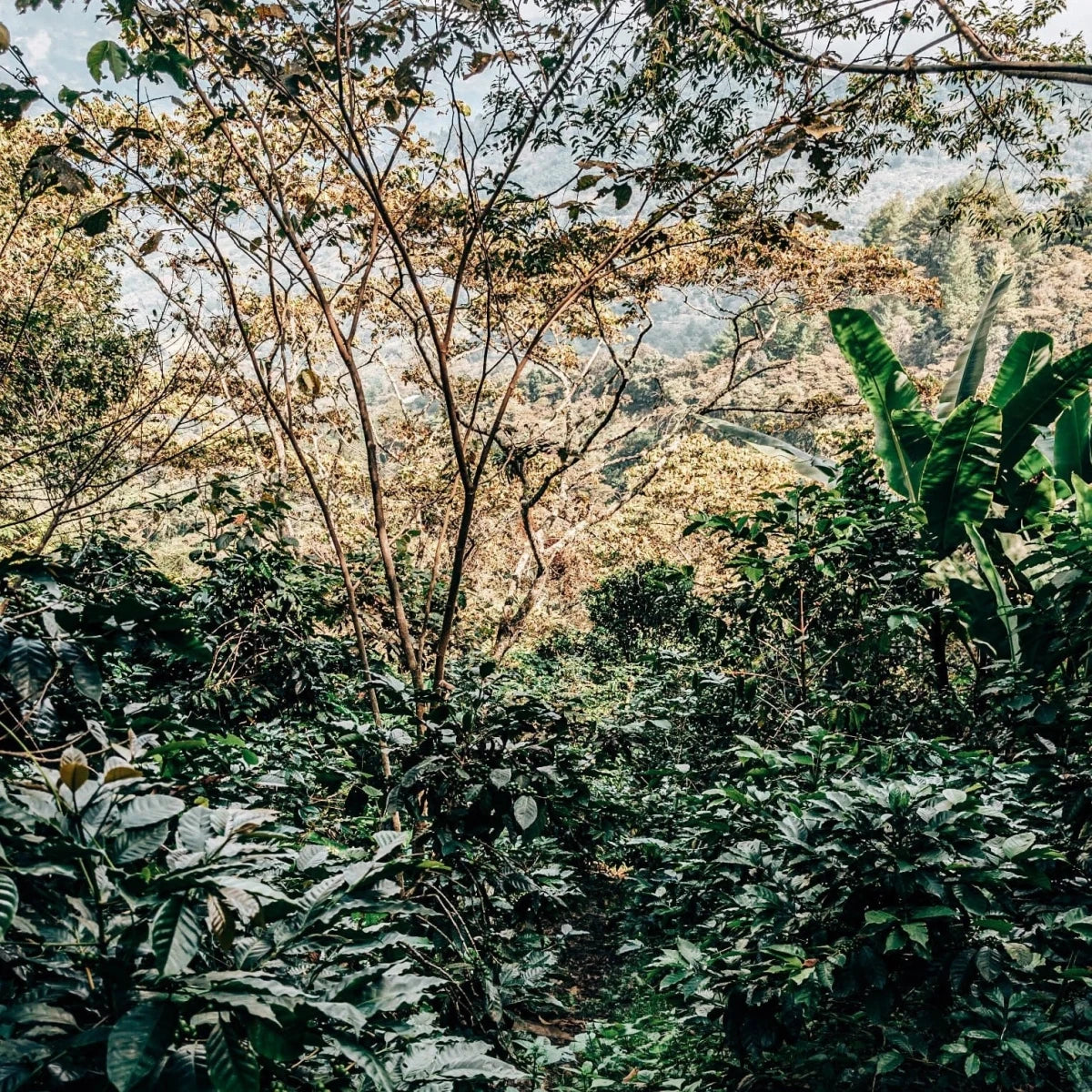 Sova Räv - koffeinfritt kaffe från Mexico - Kafferäven - single origin coffee