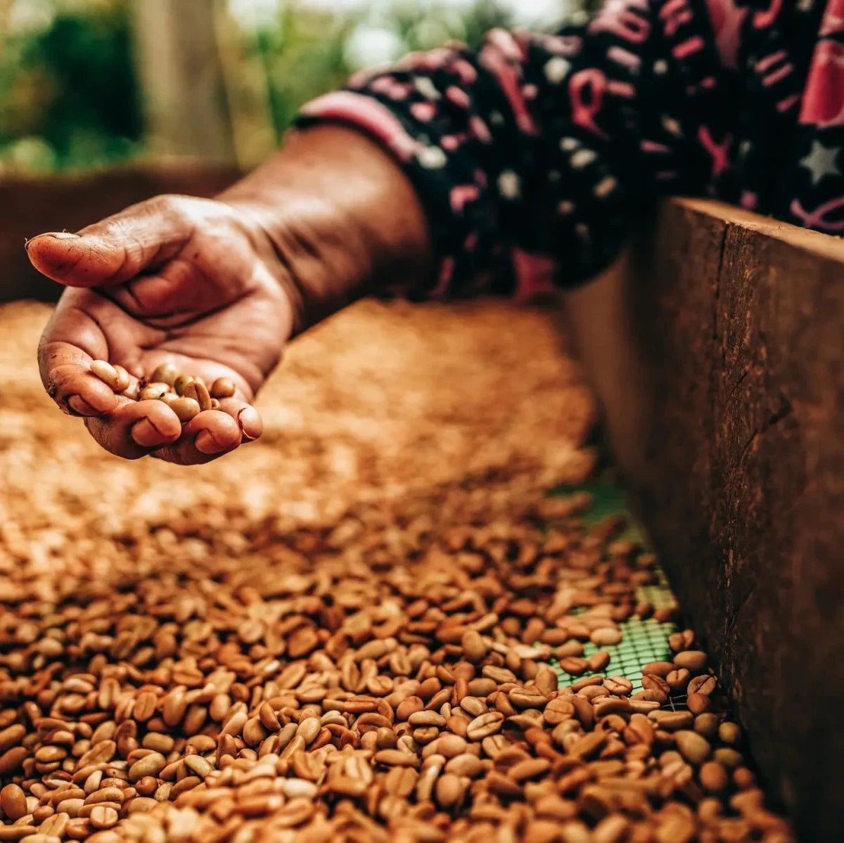 Sova Räv - koffeinfritt kaffe från Mexico - Kafferäven - single origin coffee