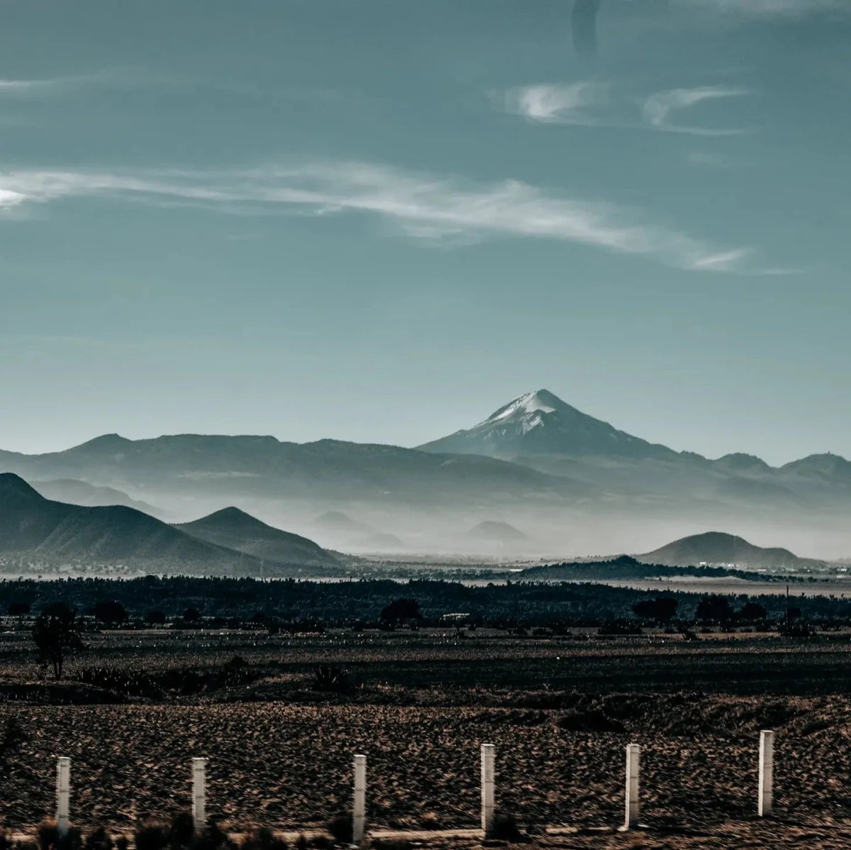 Sova Räv - koffeinfritt kaffe från Mexico - Kafferäven - single origin coffee