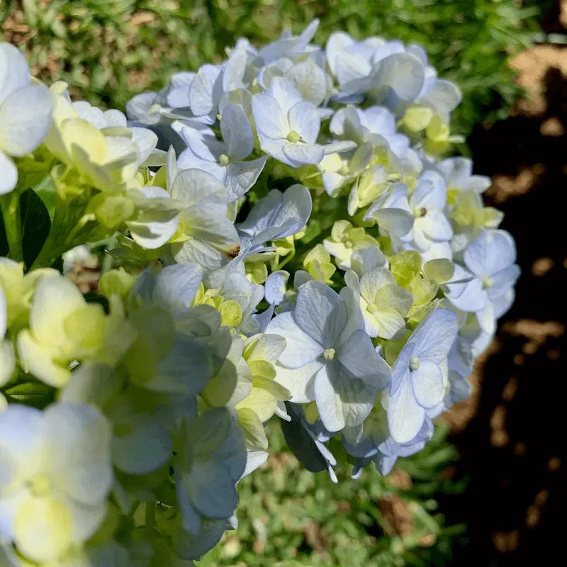 Vara Blanca - kaffe från Costa Rica - Kafferäven - Single Origin Coffee